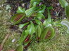Dionaea muscipula