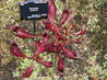 Sarracenia purpurea