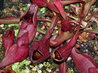 Sarracenia purpurea