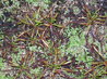 Drosera capensis