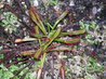 Drosera capensis