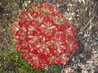 Drosera natalensis