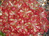 Drosera natalensis