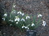 Galanthus gracilis
