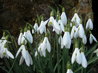 Galanthus gracilis