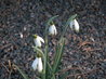 Galanthus nivalis 'viridapicis'