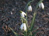 Galanthus nivalis 'viridapicis'