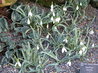 Galanthus gracilis
