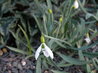 Galanthus gracilis