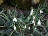 Galanthus gracilis