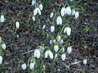 Galanthus gracilis