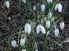 Galanthus rizehensis