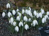 Galanthus 'Ketton'