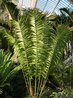 Zamia poeppigiana