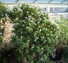 Crassula ovata