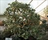 Crassula portulacea