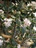 Crassula portulacea