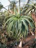 Aloe speciosa