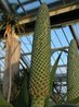 Aloe speciosa