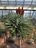 Aloe ferox x arborescens