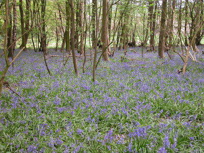 Bluebells