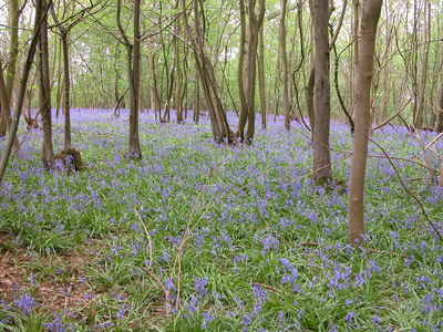Bluebells