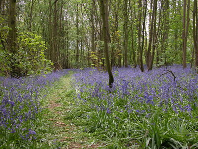 Bluebells