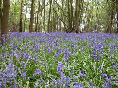Bluebells