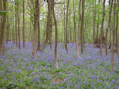 Bluebells