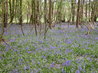 Bluebells