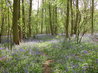 Bluebells