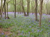Bluebells