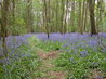 Bluebells