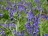 Bluebells