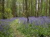 Bluebells