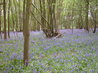 Bluebells