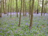 Bluebell Wood