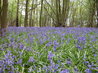 Bluebells