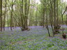 Bluebells