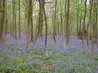 Bluebells