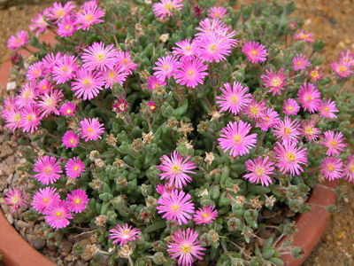 Drosanthemum hispidum