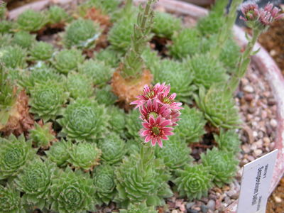 Sempervivum ballsii