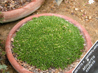 Minuartia stellata