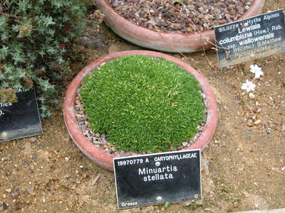 Minuartia stellata
