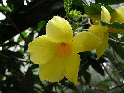 Golden Trumpet