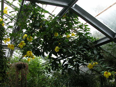 Golden Trumpet