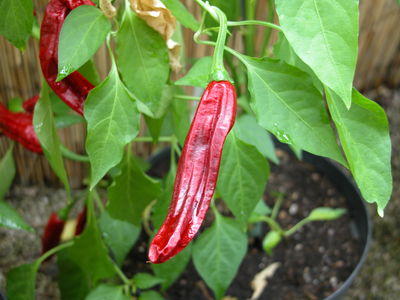 mirasol chilli