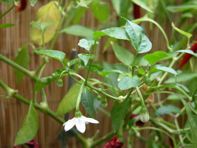 mirasol chilli