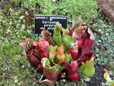 Sarracenia purpurea