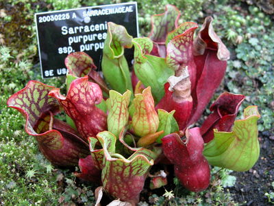 Sarracenia purpurea
